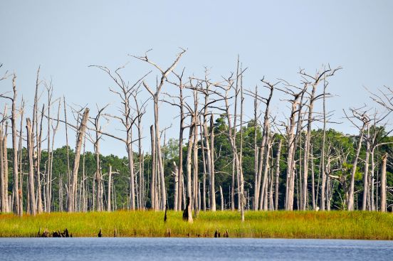 Photo of ghost forest
